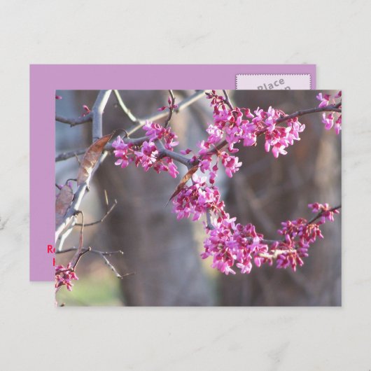 rode knoppen briefkaart (Voorkant / Achterkant)