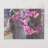 rode knoppen briefkaart (Voorkant)