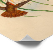  rode kolibrie printventiel poster (Hoek)