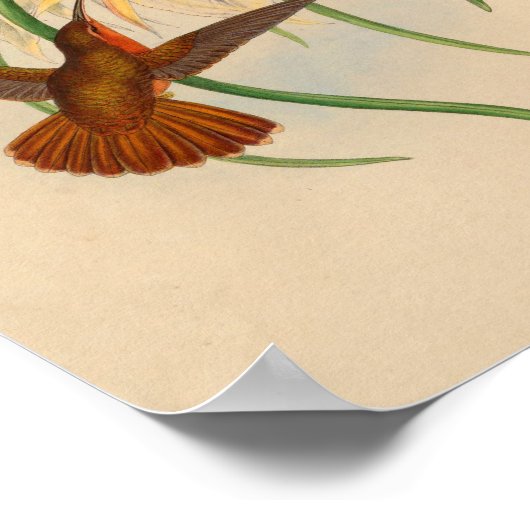  rode kolibrie printventiel poster (Hoek)