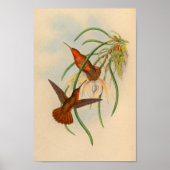  rode kolibrie printventiel poster (Voorkant)