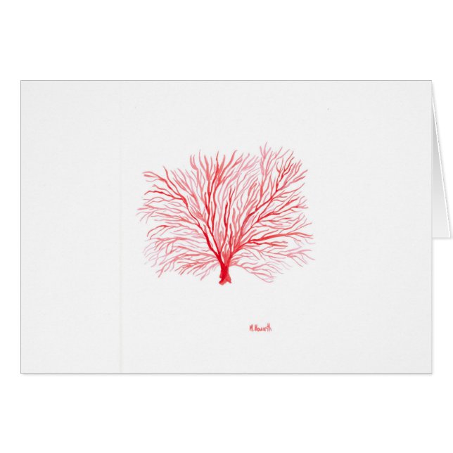 Rode koraalzeeflap (Voorkant Horizontaal)