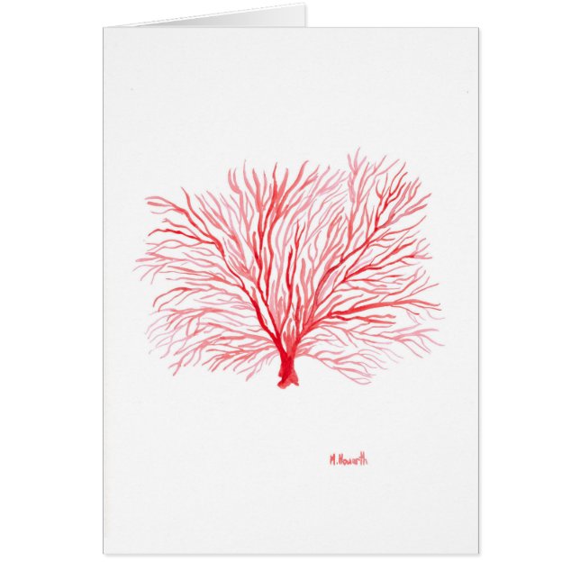 Rode koraalzeeflap (Voorkant)