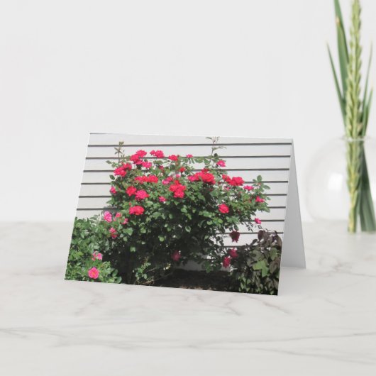 Rode Kordes Kardinaal Roos Kaart (Voorkant)