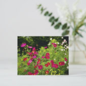 Rode kosmos bloemen briefkaart (Staand voorkant)