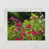 Rode kosmos bloemen briefkaart (Voorkant / Achterkant)