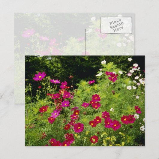 Rode kosmos bloemen briefkaart (Voorkant / Achterkant)