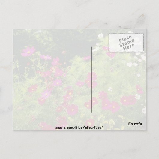 Rode kosmos bloemen briefkaart (Achterkant)