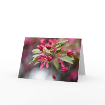 Rode krab Apple Flowers