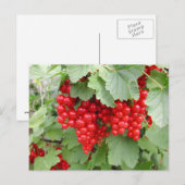 Rode Krommen op het Plant. Groene bladeren. Briefkaart (Voorkant / Achterkant)