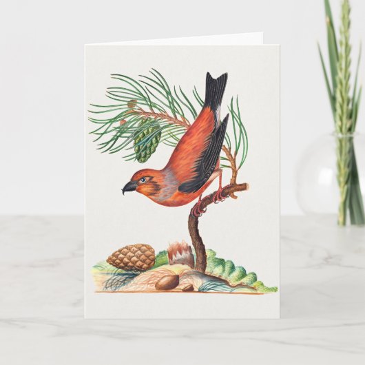 Rode kruisbek vogel, kaart (Voorkant)
