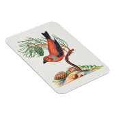 Rode Kruisbek vogel, Magneet (Rechterzijde)