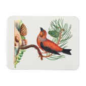 Rode Kruisbek vogel, Magneet (Horizontaal)