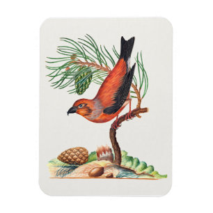 Rode Kruisbek vogel, Magneet