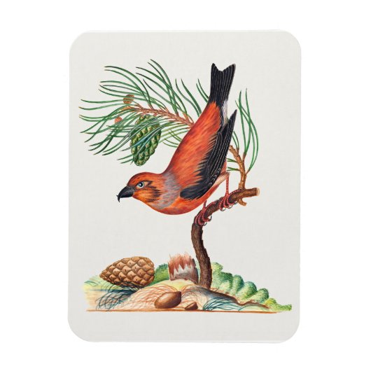 Rode Kruisbek vogel, Magneet (Verticaal)