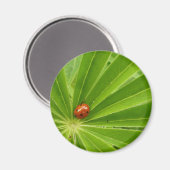 Rode Ladybird op Lupin Leaf Magnet (Voorkant / Achterkant)