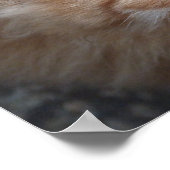 Rode, langharige tablet die omhoog kijkt poster (Hoek)