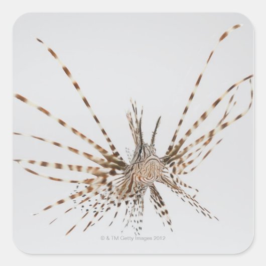 Rode langoest (Pterois volitans) Vierkante Sticker (Voorkant)