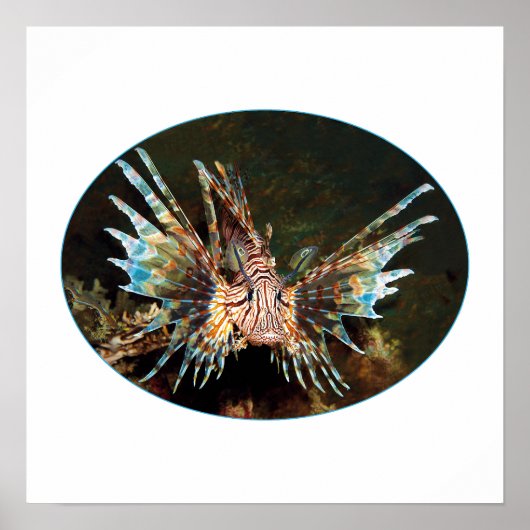 Rode Leeuwvis, Raja Ampat - Fotografisch ontwerp | Poster (Voorkant)