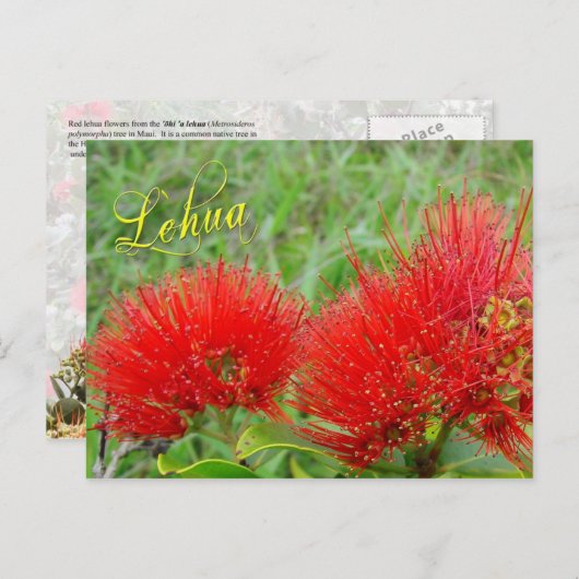 Rode Lehua-bloemen in Maui Briefkaart (Voorkant / Achterkant)