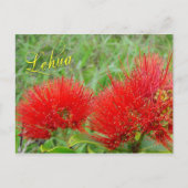 Rode Lehua-bloemen in Maui Briefkaart (Voorkant)