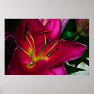 RODE LEILIEBLOEM POSTER