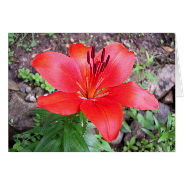 Rode Lelie 1 (Voorkant Horizontaal)