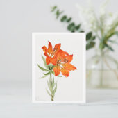 Rode Lelie Botanische Illustratie Briefkaart (Staand voorkant)