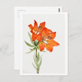 Rode Lelie Botanische Illustratie Briefkaart (Voorkant / Achterkant)
