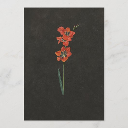 Rode Lelie Hollandse Meester Schilderij Programmakaart (Achterkant)