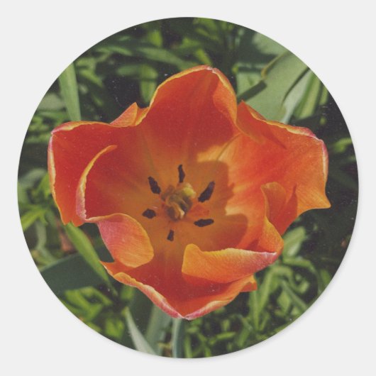 rode lentebloem ronde sticker (Voorkant)