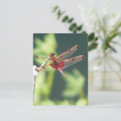 Rode Libel Briefkaart (Staand voorkant)