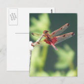 Rode Libel Briefkaart (Voorkant / Achterkant)