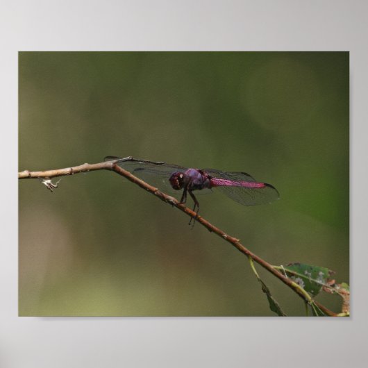 Rode Libel Natuurfotografie Poster (Voorkant)