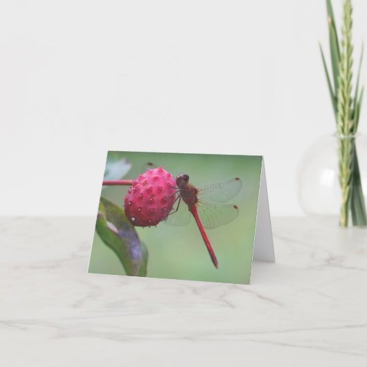 Rode Libel Natuurfotografiekaart Kaart (Voorkant)