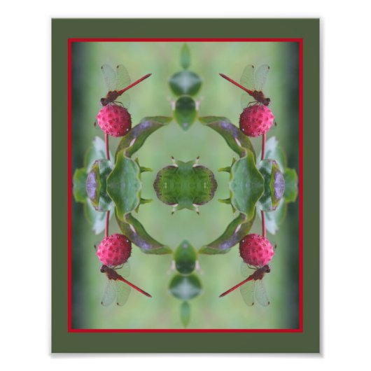 Rode libel op Dogwood Fruit Abstract 8x10 Foto Afdruk (Voorkant)