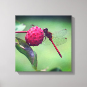 Rode Libel op Kornoelje Fruit Close-up Canvas Afdruk