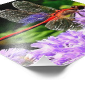 Rode libel op Violet Purple Flowers Foto Afdruk (Hoek)