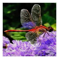 Rode libel op Violet Purple Flowers