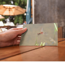 Rode libellen rusten op een rietje briefkaart