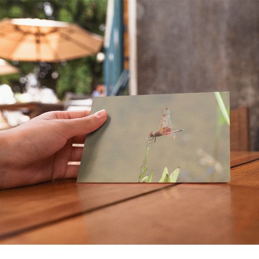 Rode libellen rusten op een rietje briefkaart