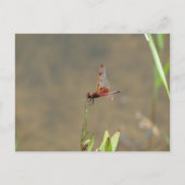 Rode libellen rusten op een rietje briefkaart (Voorkant)