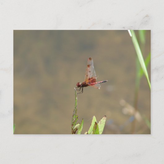 Rode libellen rusten op een rietje briefkaart (Voorkant)