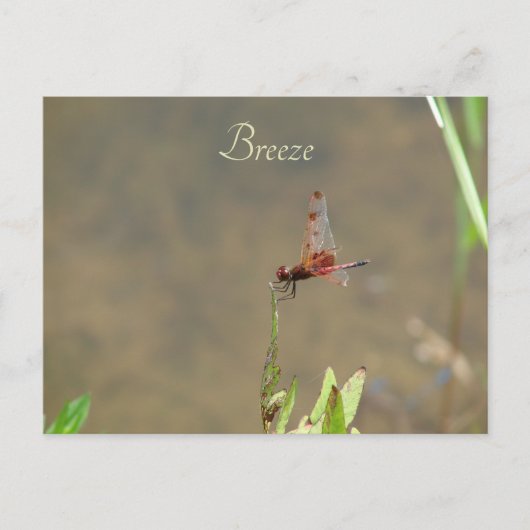 Rode libellen rusten op een rietje briefkaart (Voorkant)