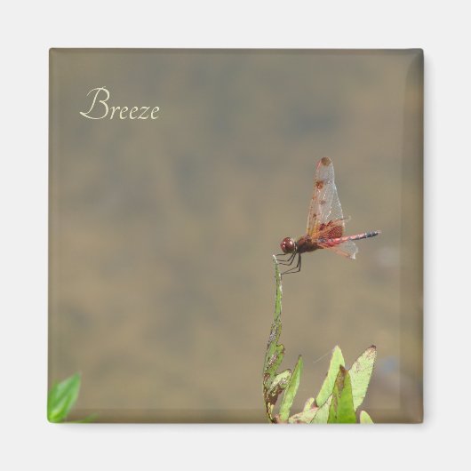 Rode libellen rusten op een rietje magneet (Voorkant)