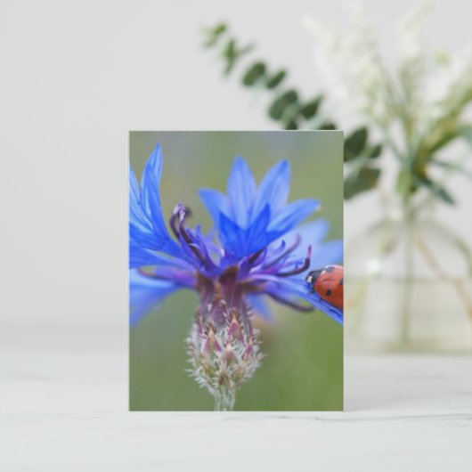 Rode lieveheersbeestje blauwe korenbloem briefkaart (Staand voorkant)