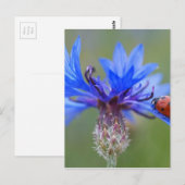 Rode lieveheersbeestje blauwe korenbloem briefkaart (Voorkant / Achterkant)
