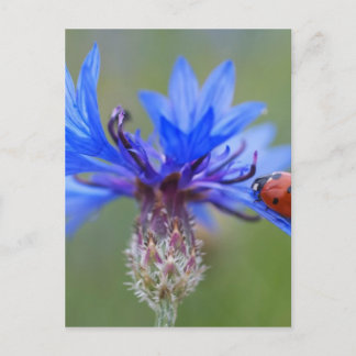 Rode lieveheersbeestje blauwe korenbloem briefkaart