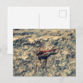 Rode lieveling briefkaart (Voorkant / Achterkant)