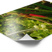 Rode lieveling foto afdruk (Hoek)